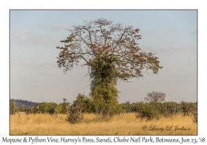 Mopane & Python Vine