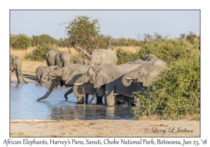 African Elephants