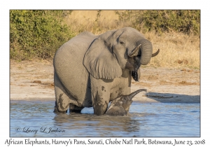 African Elephants