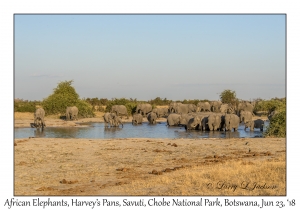 African Elephants