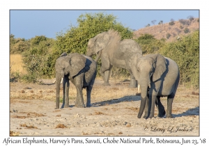 African Elephants