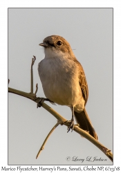 Marico Flycatcher