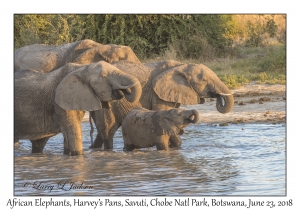 African Elephants