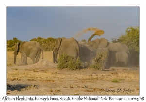 African Elephants