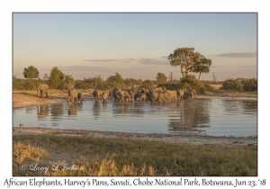 African Elephants