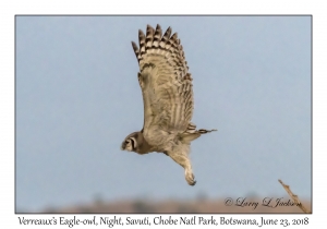 Verreaux's Eagle-owl, Night