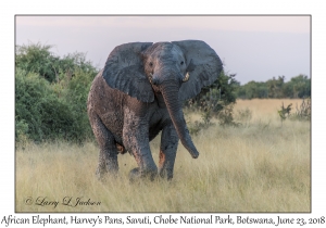 African Elephant