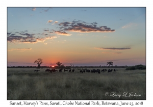 Sunset with Blue Wildebeest