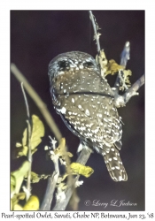 Pearl-spotted Owlet, Night