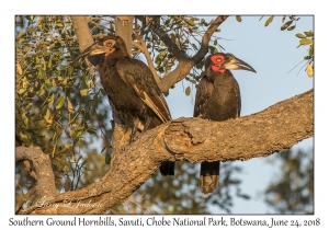Southern Ground Hornbills