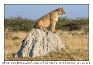 African Lion, female