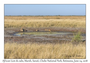 African Lion, female & cubs