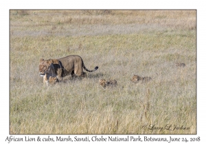 African Lion, female & cubs