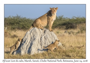 African Lion, female & cubs