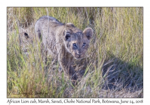 African Lion cub