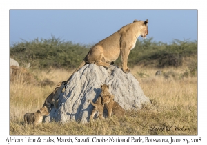 African Lion, female & cubs