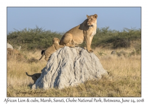 African Lion, female & cubs