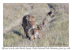 African Lion, female & cubs