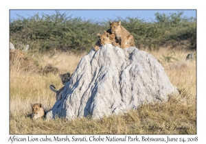 African Lion cubs