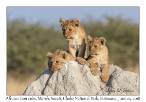 African Lion cubs