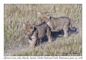 African Lion cubs