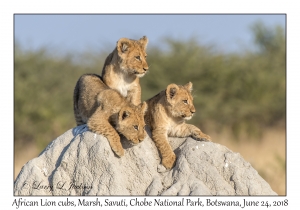 African Lion cubs