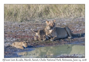 African Lion, female & cubs