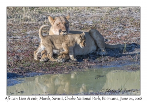 African Lion, female & cub