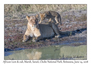 African Lion, female & cub