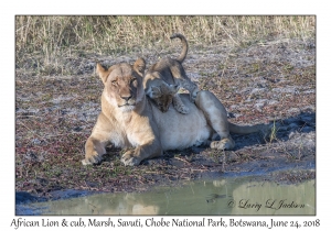 African Lion, female & cub