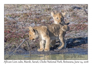 African Lion cubs