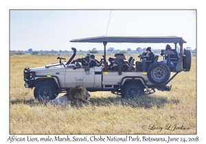 African Lion, male & safari vehicle