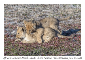 African Lion cubs