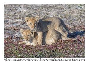 African Lion cubs