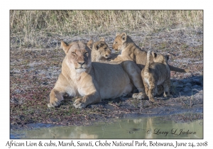 African Lion, female & cubs