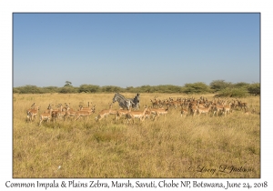 Common Impala & Plains Zebra