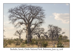 Baobabs