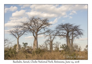 Baobabs