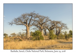 Baobabs