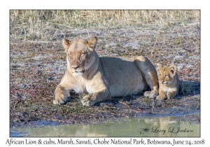 African Lion, female & cub