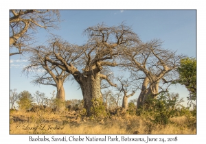 Baobabs