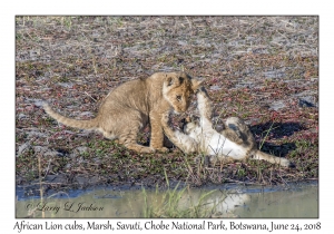 African Lion cubs