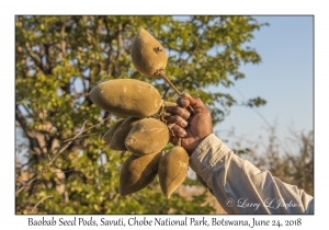 Baobab Seed Pods