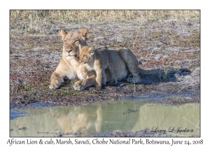 African Lion, female & cub