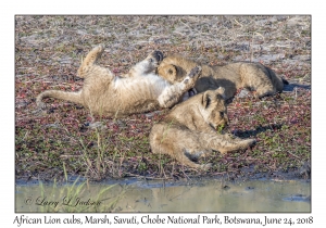 African Lion cubs