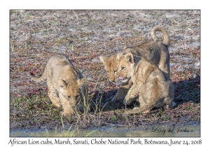 African Lion cubs