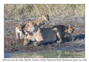 African Lion, female & cubs