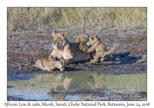 African Lion, female & cubs