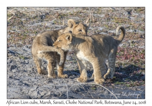 African Lion cubs