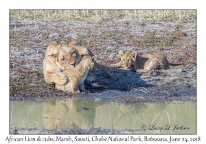 African Lion, female & cubs